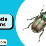 Beetle Puns