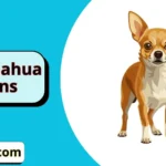Chihuahua Puns