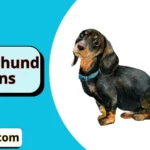 Dachshund Puns