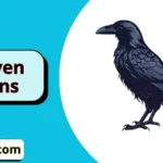 Raven Puns